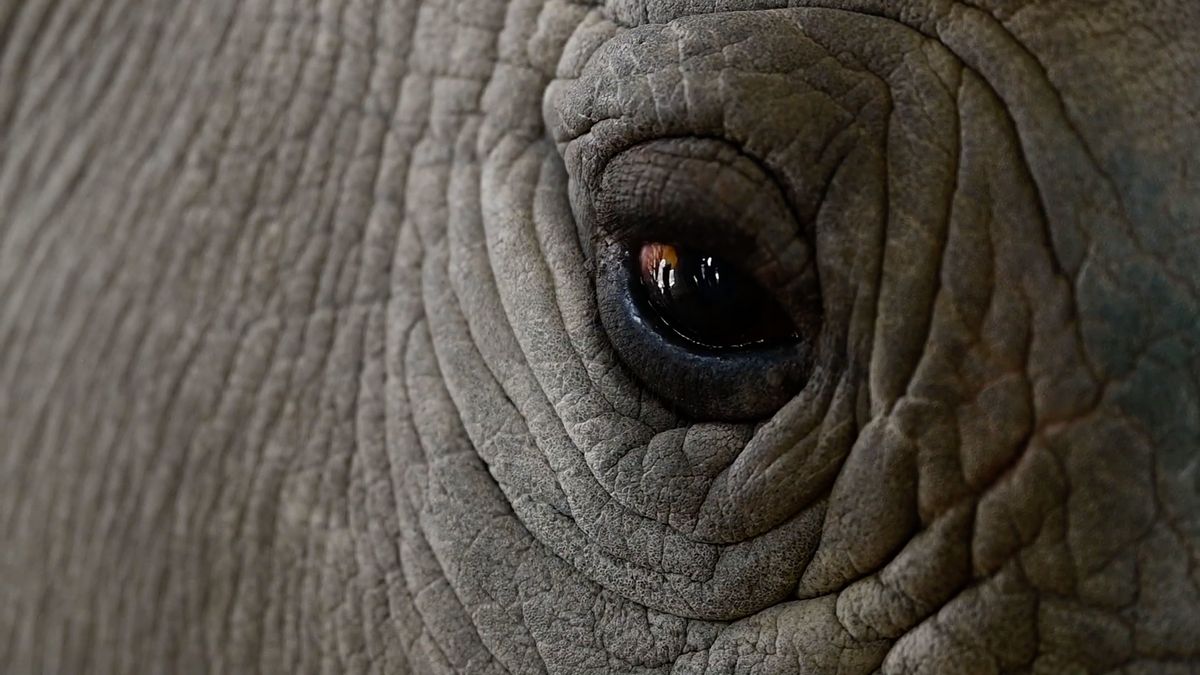 Safari i z gauče. Rezervace s posledními bílými nosorožci sdílí videa